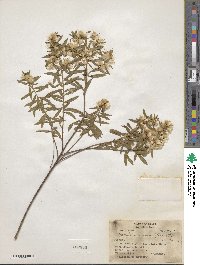 Baccharis dracunculifolia image