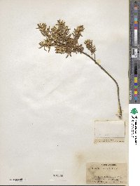 Baccharis dracunculifolia image