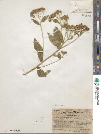 Baccharis dracunculifolia image