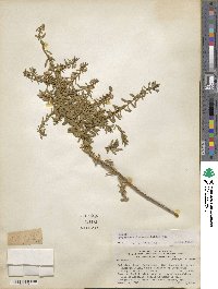 Baccharis dracunculifolia image