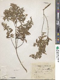 Baccharis dracunculifolia image