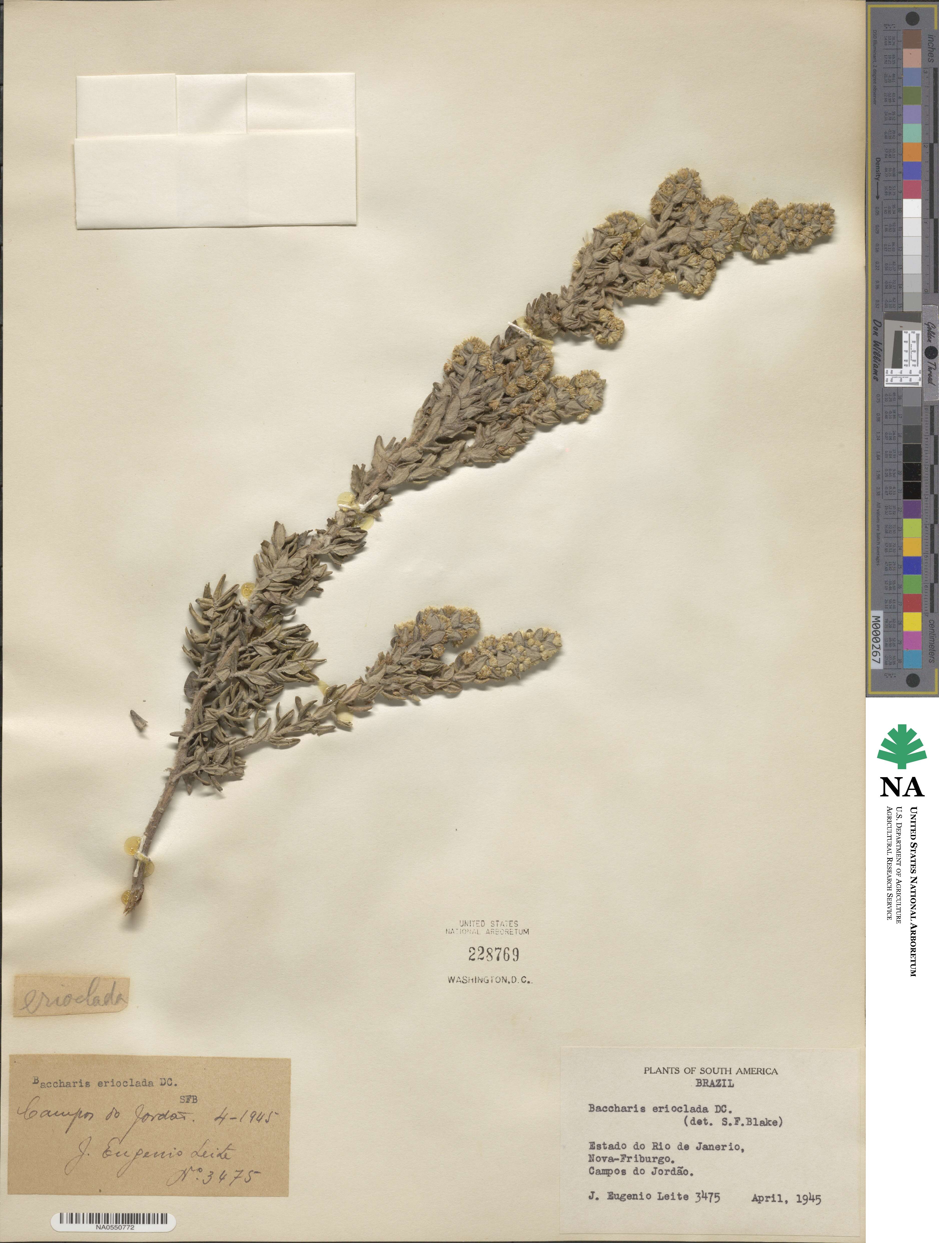 Baccharis erioclada image