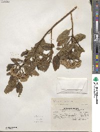 Baccharis floribunda image