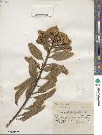 Baccharis floribunda image