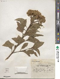 Baccharis floribunda image