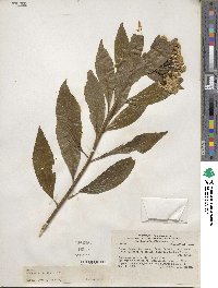 Baccharis floribunda image