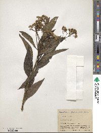 Baccharis floribunda image