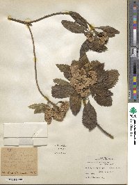 Baccharis floribunda image