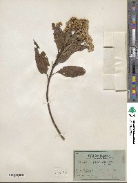 Baccharis floribunda image