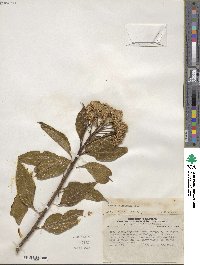 Baccharis floribunda image