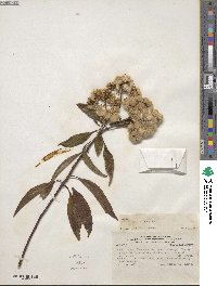 Baccharis floribunda image