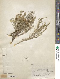 Baccharis gilliesii image