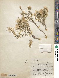 Baccharis gilliesii image