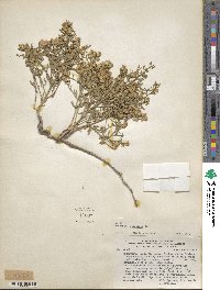 Baccharis gilliesii image