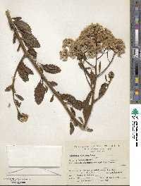 Baccharis glutinosa image