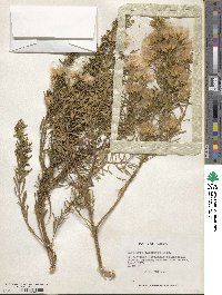 Baccharis glutinosa image