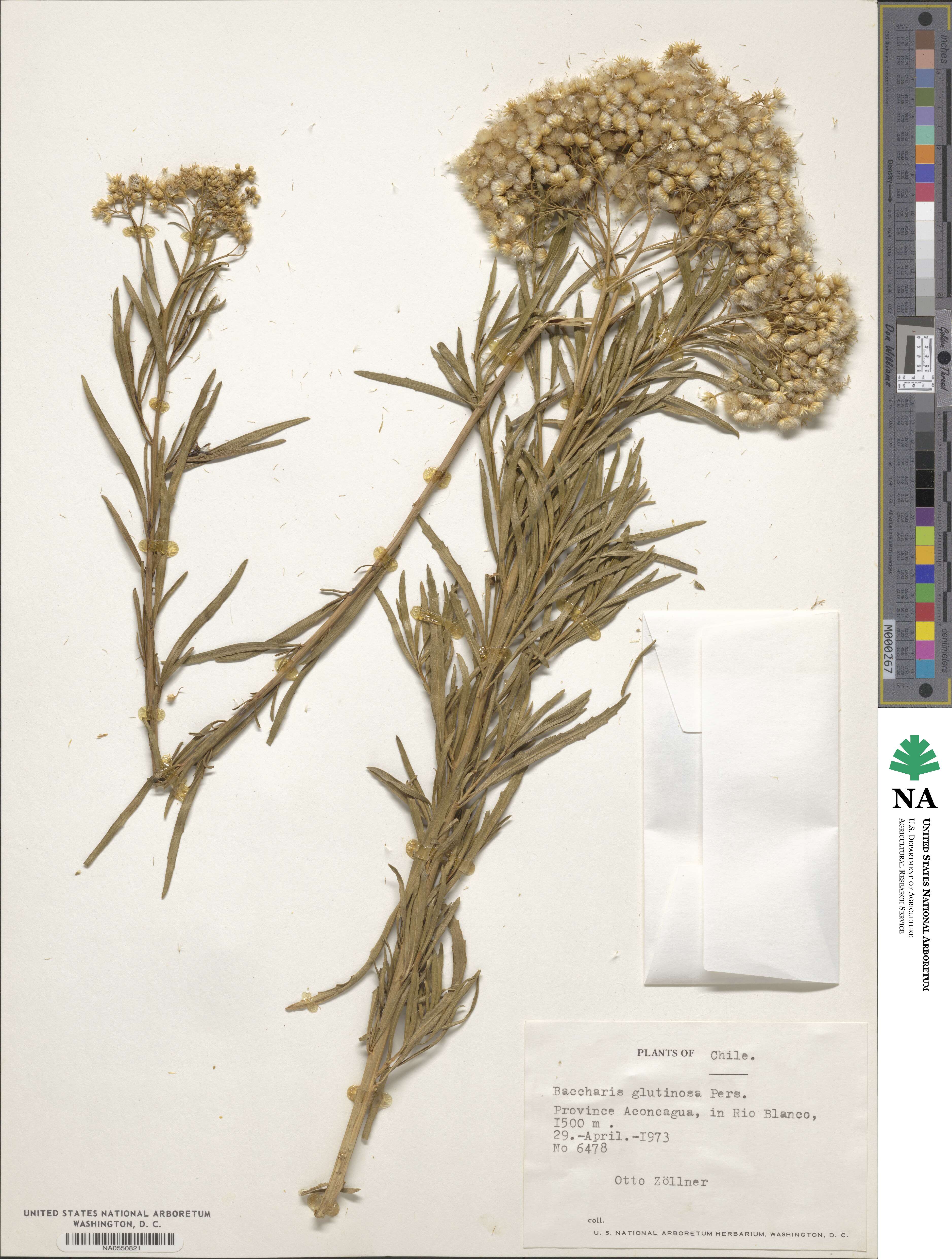 Baccharis glutinosa image