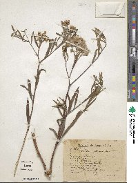 Baccharis glutinosa image