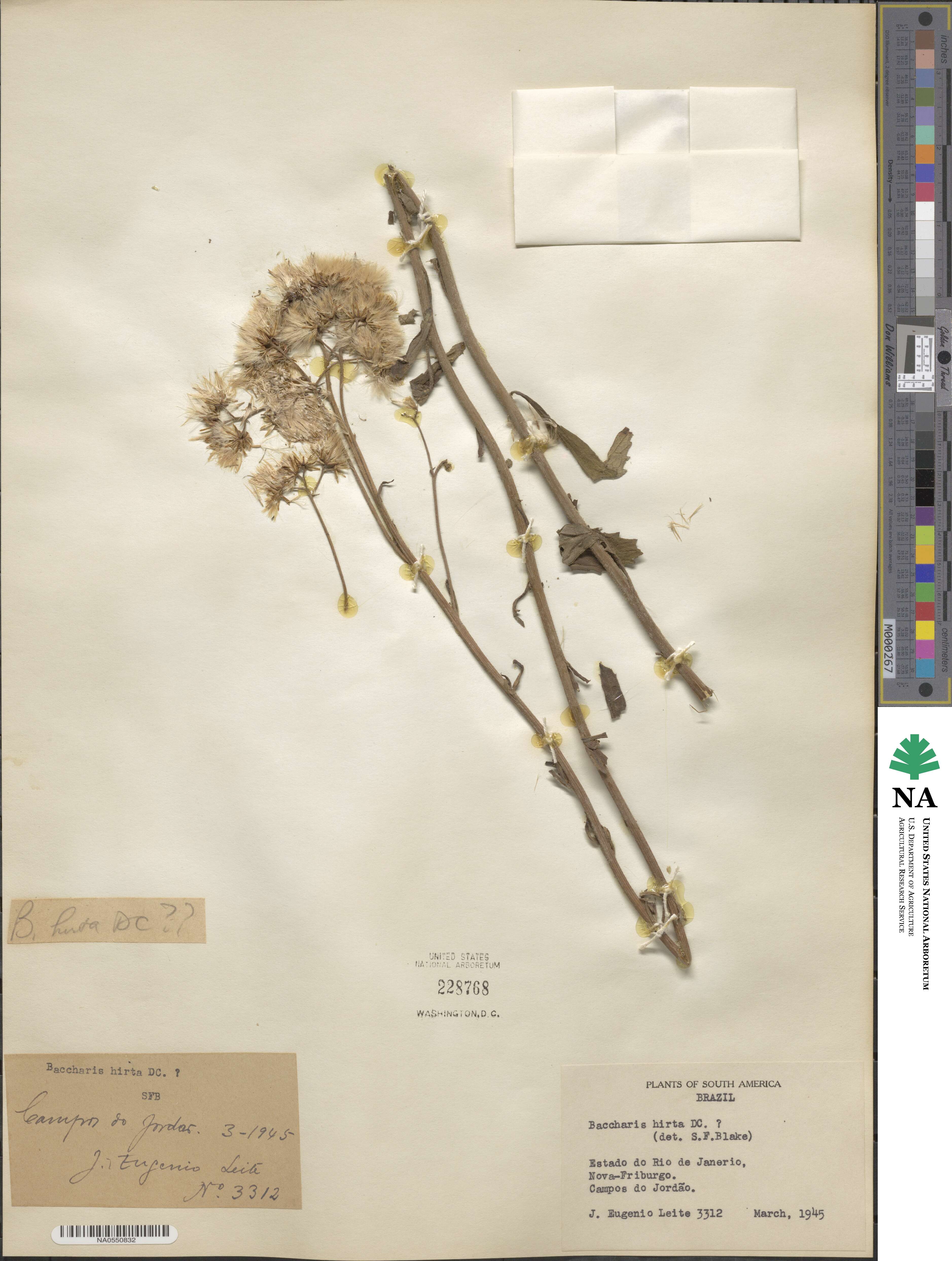 Baccharis hirta image