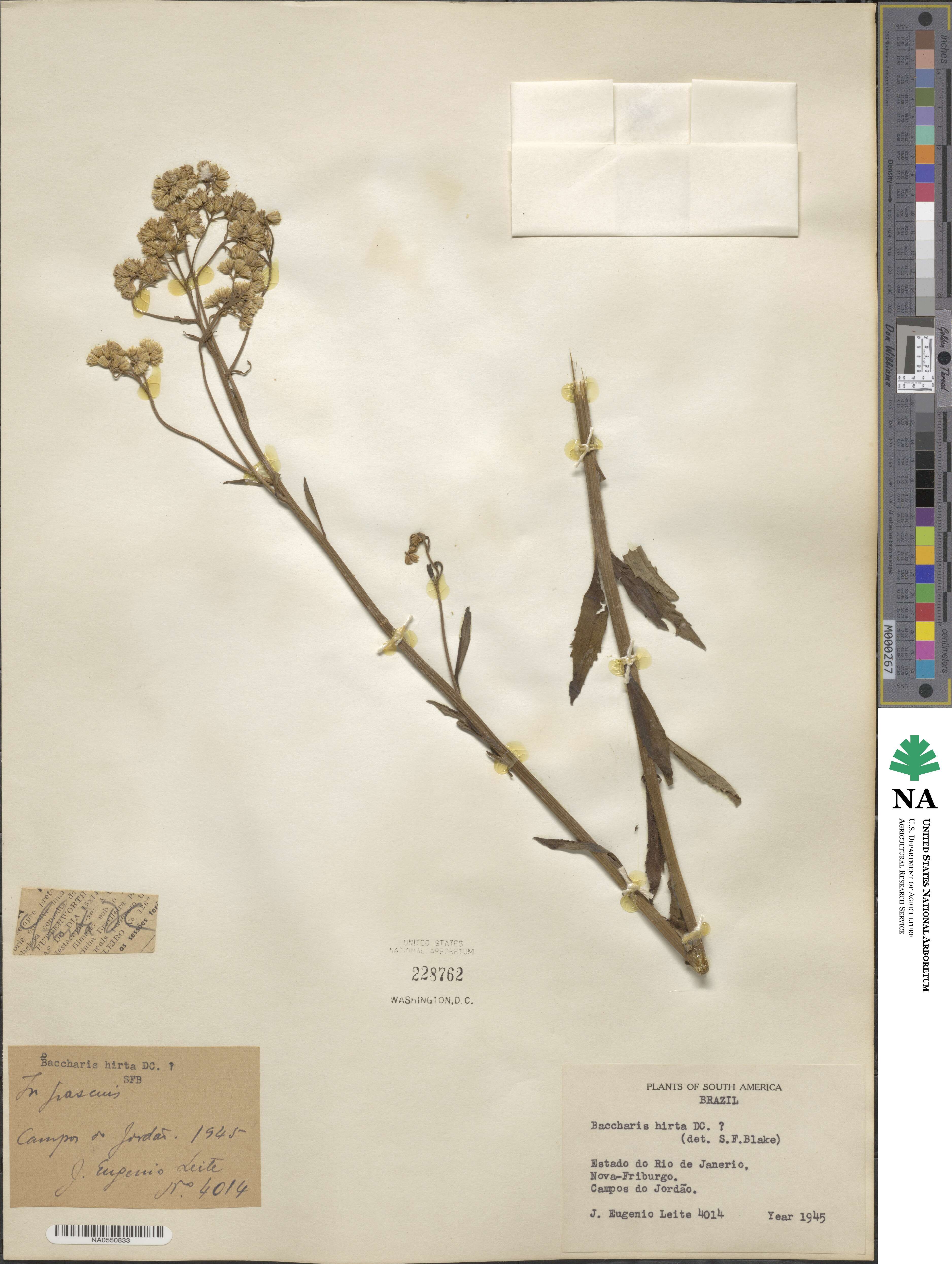 Baccharis hirta image