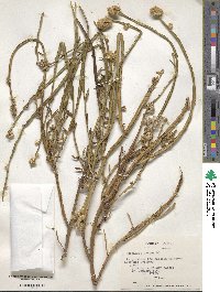 Baccharis juncea image