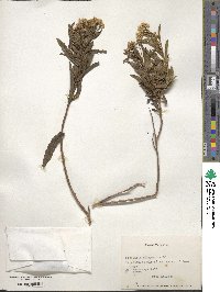 Baccharis salicifolia subsp. salicifolia image