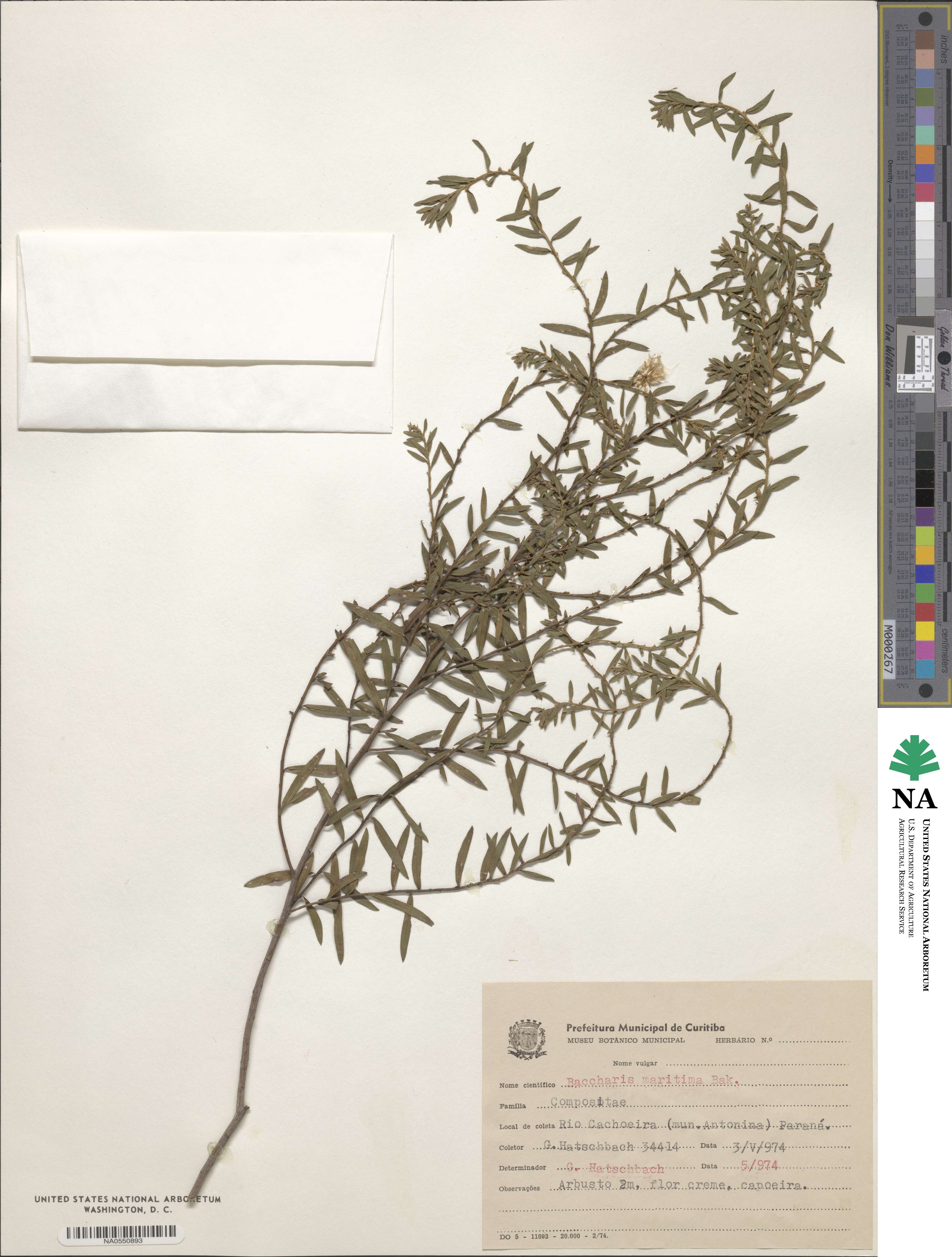 Baccharis rufescens image