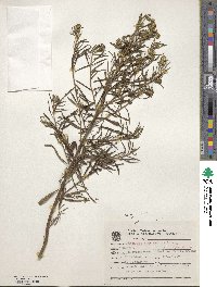 Baccharis megapotamica image