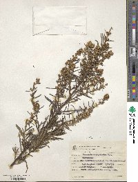 Baccharis megapotamica image