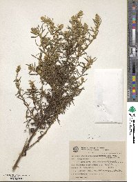 Baccharis megapotamica image