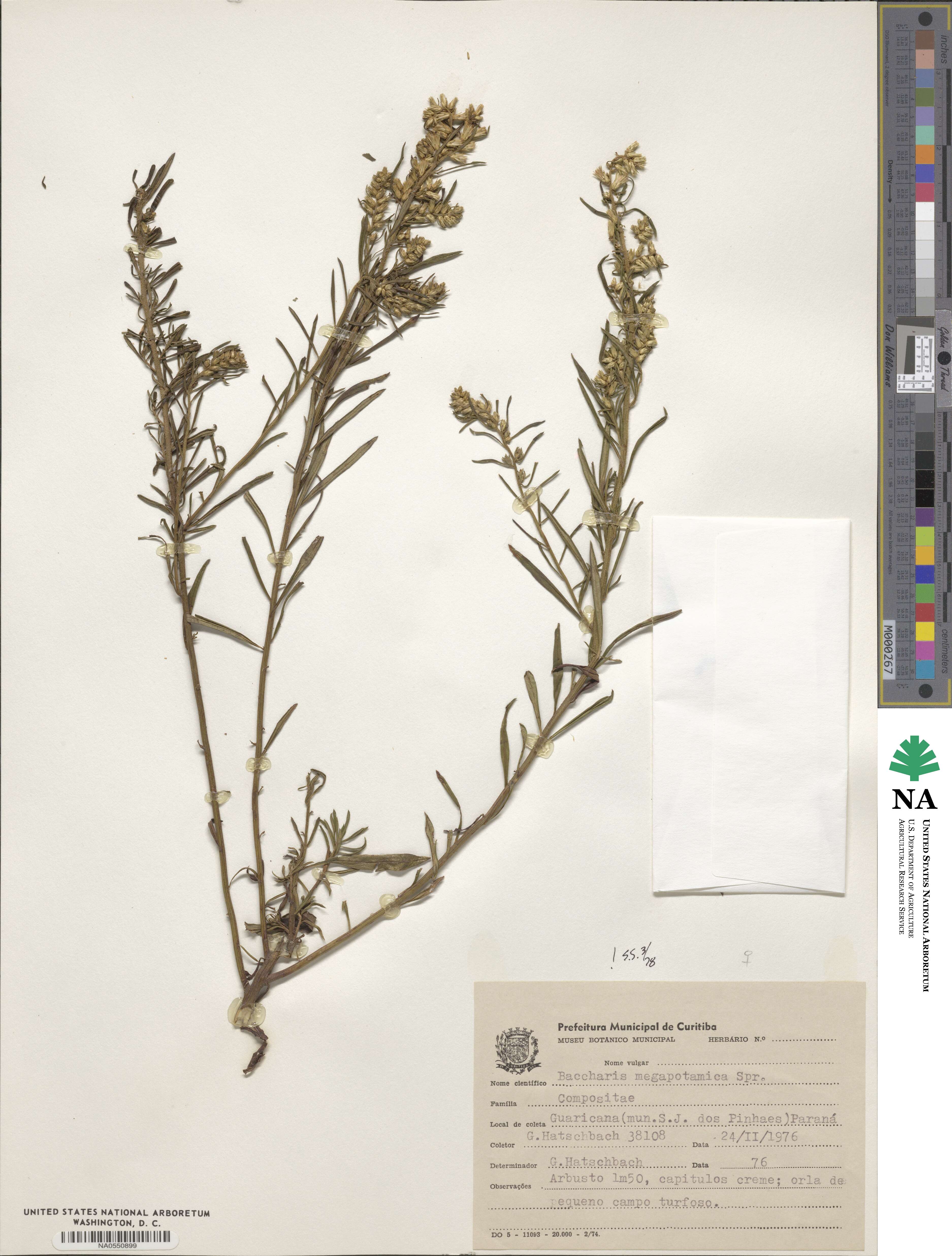 Baccharis megapotamica image