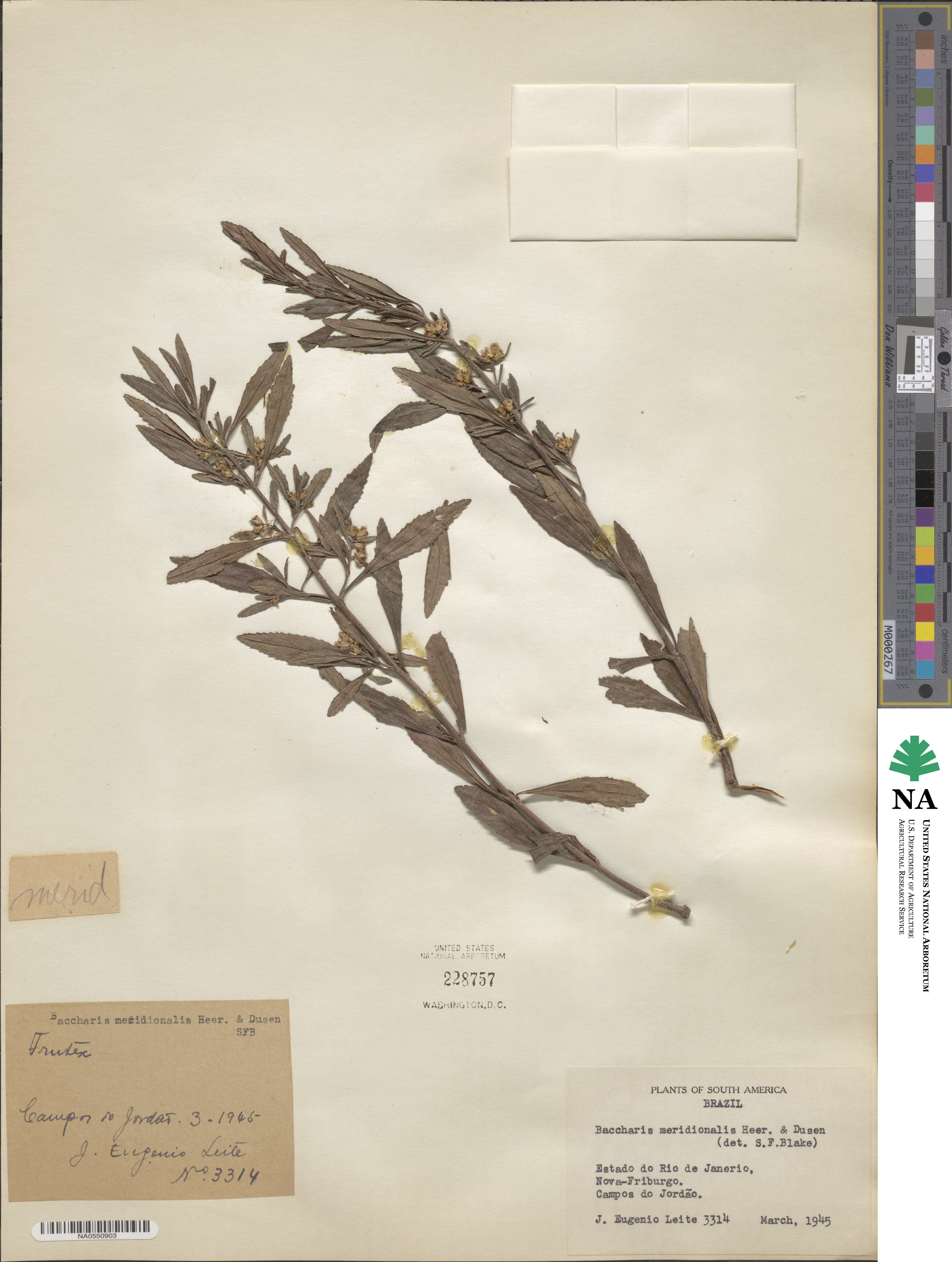 Baccharis microdonta image
