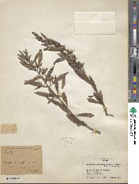 Baccharis microdonta image