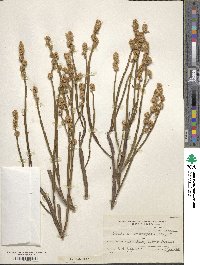 Baccharis microcephala image