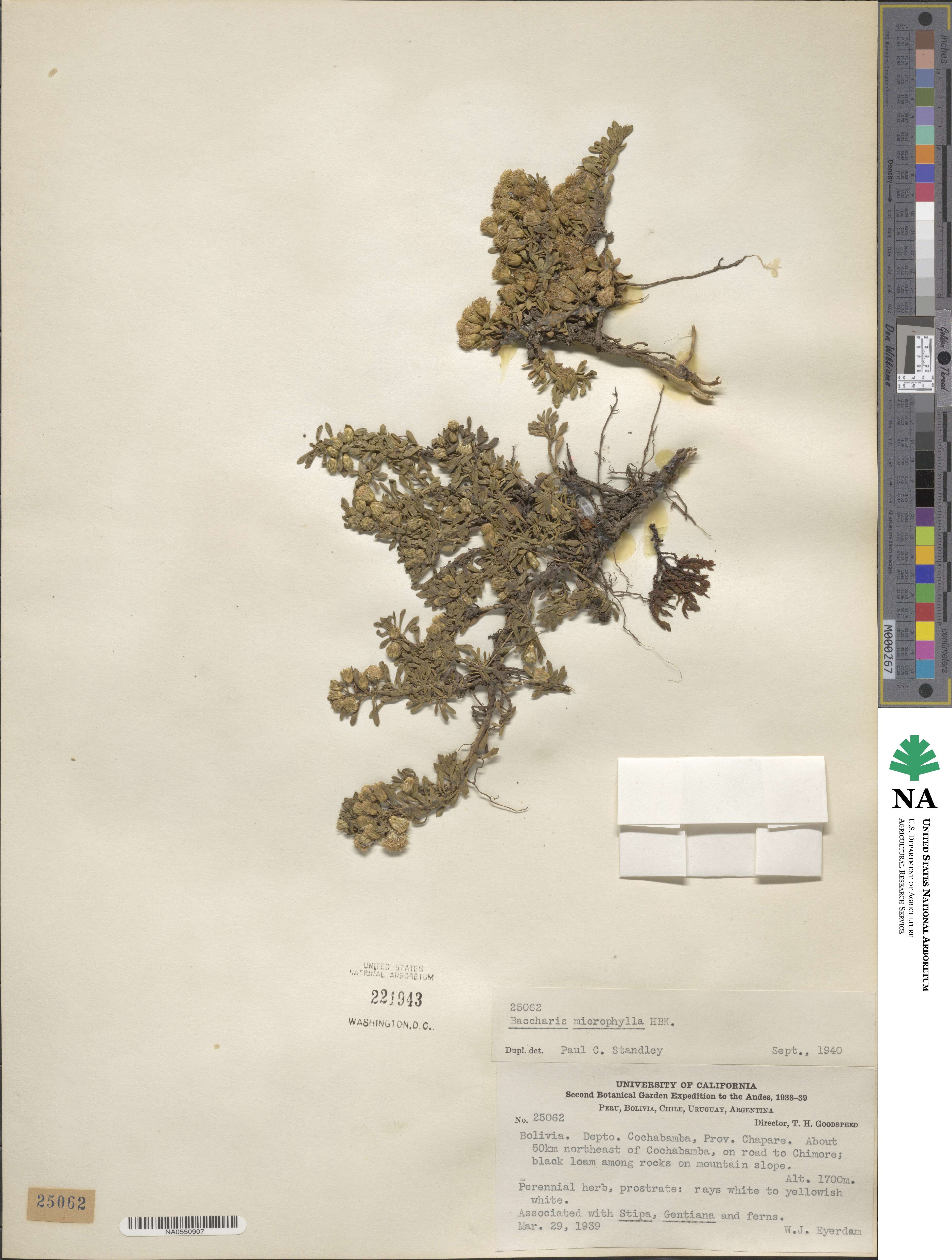 Baccharis microphylla image