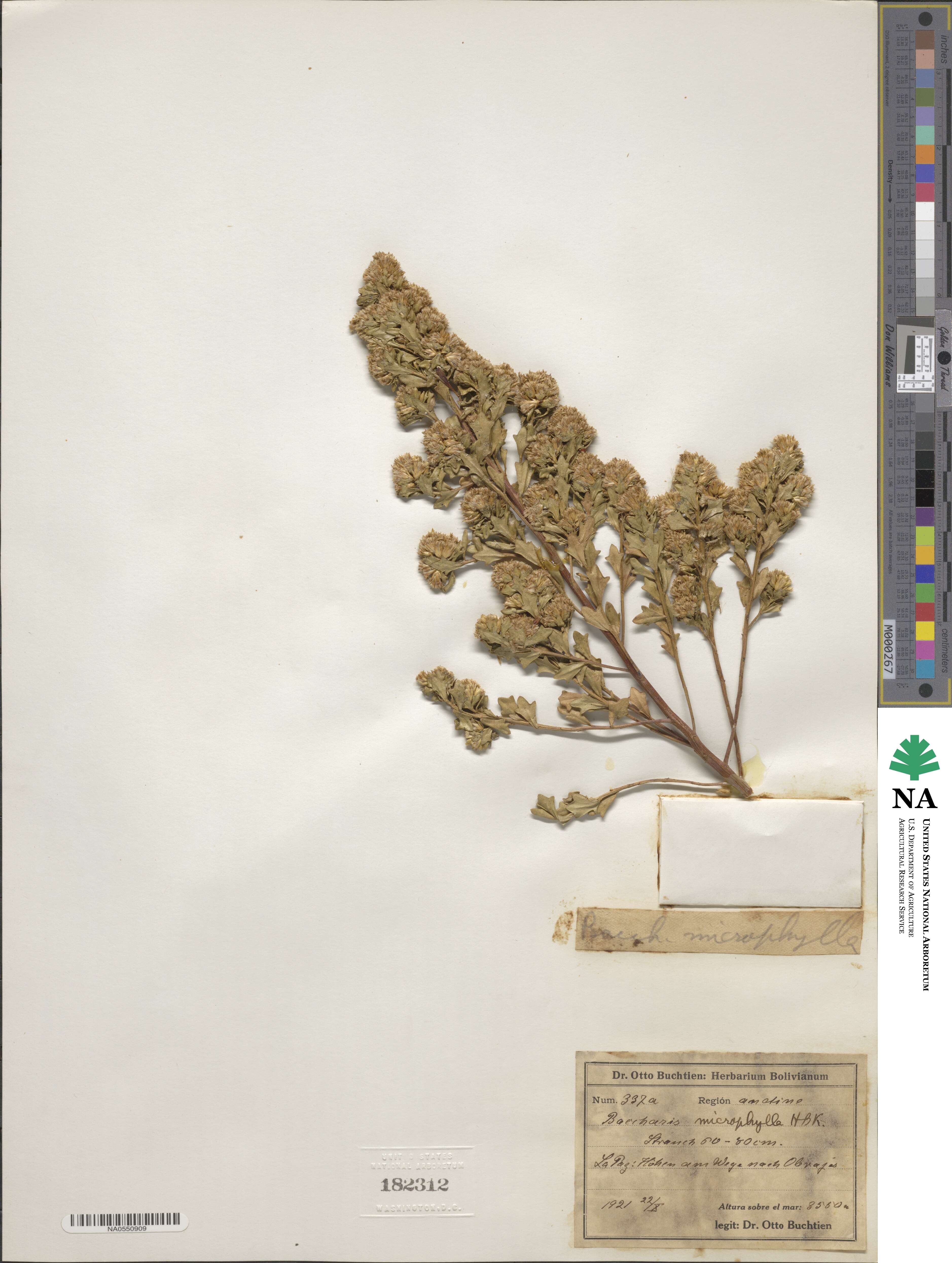 Baccharis microphylla image