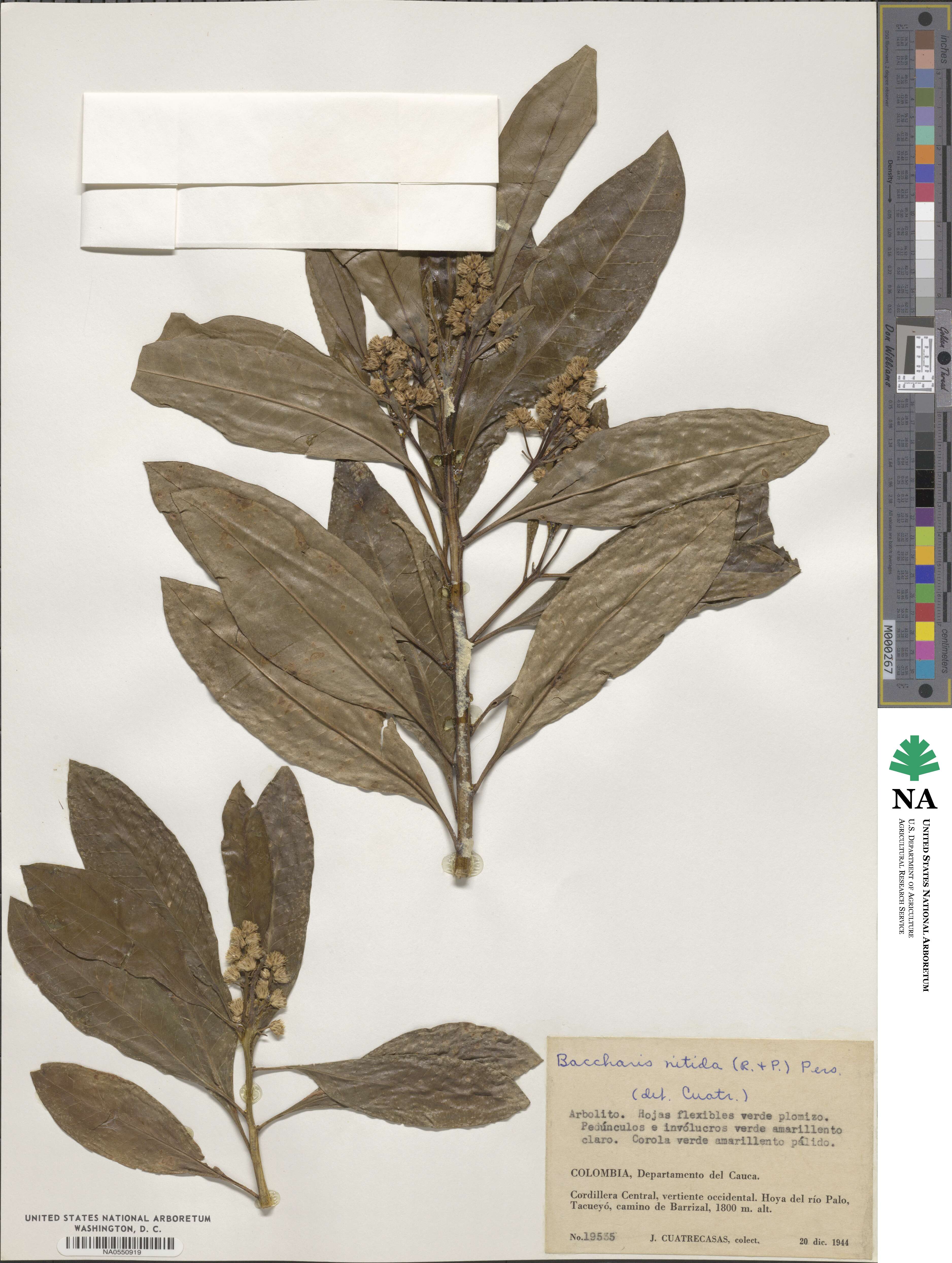 Baccharis nitida image