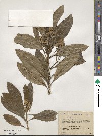 Baccharis nitida image