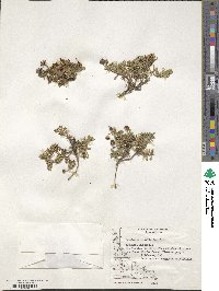 Baccharis nivalis image