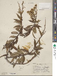 Baccharis brachylaenoides image