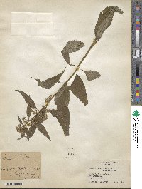 Baccharis oxyodonta image