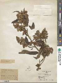 Baccharis oxyodonta image