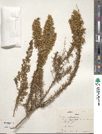 Baccharis paniculata image