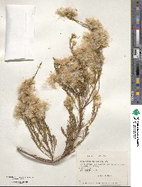 Baccharis paniculata image