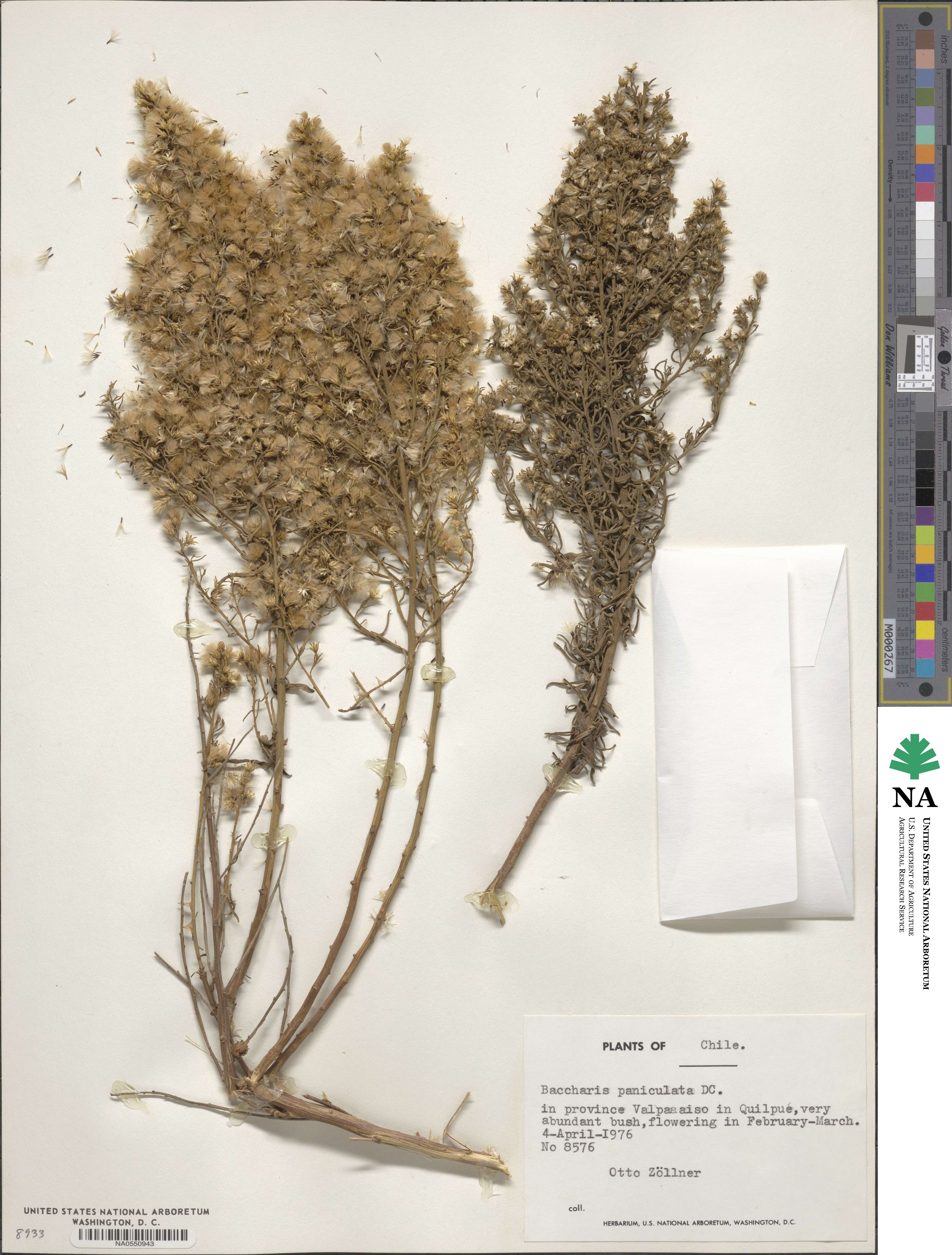 Baccharis paniculata image