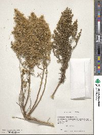 Baccharis paniculata image