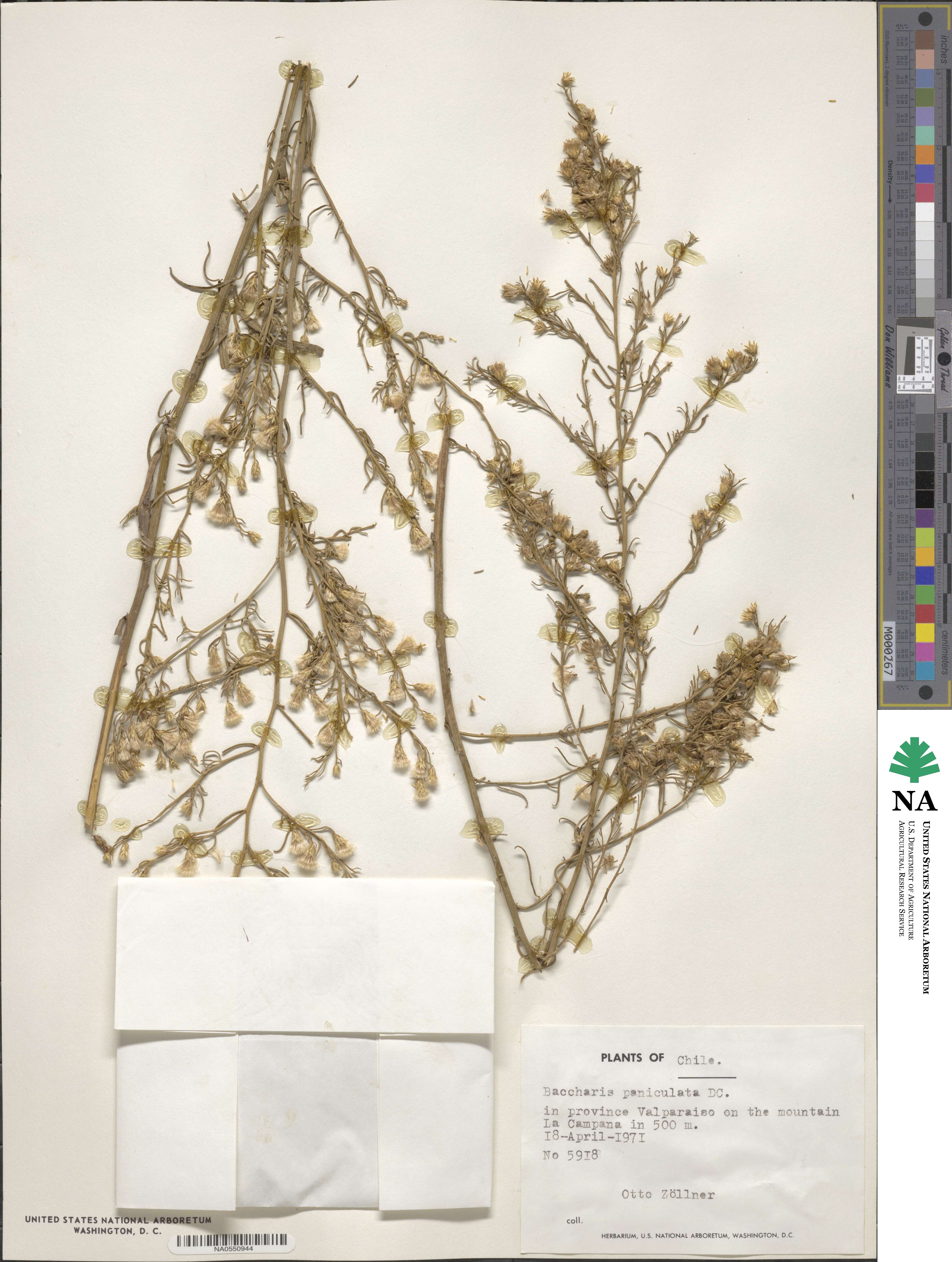 Baccharis paniculata image