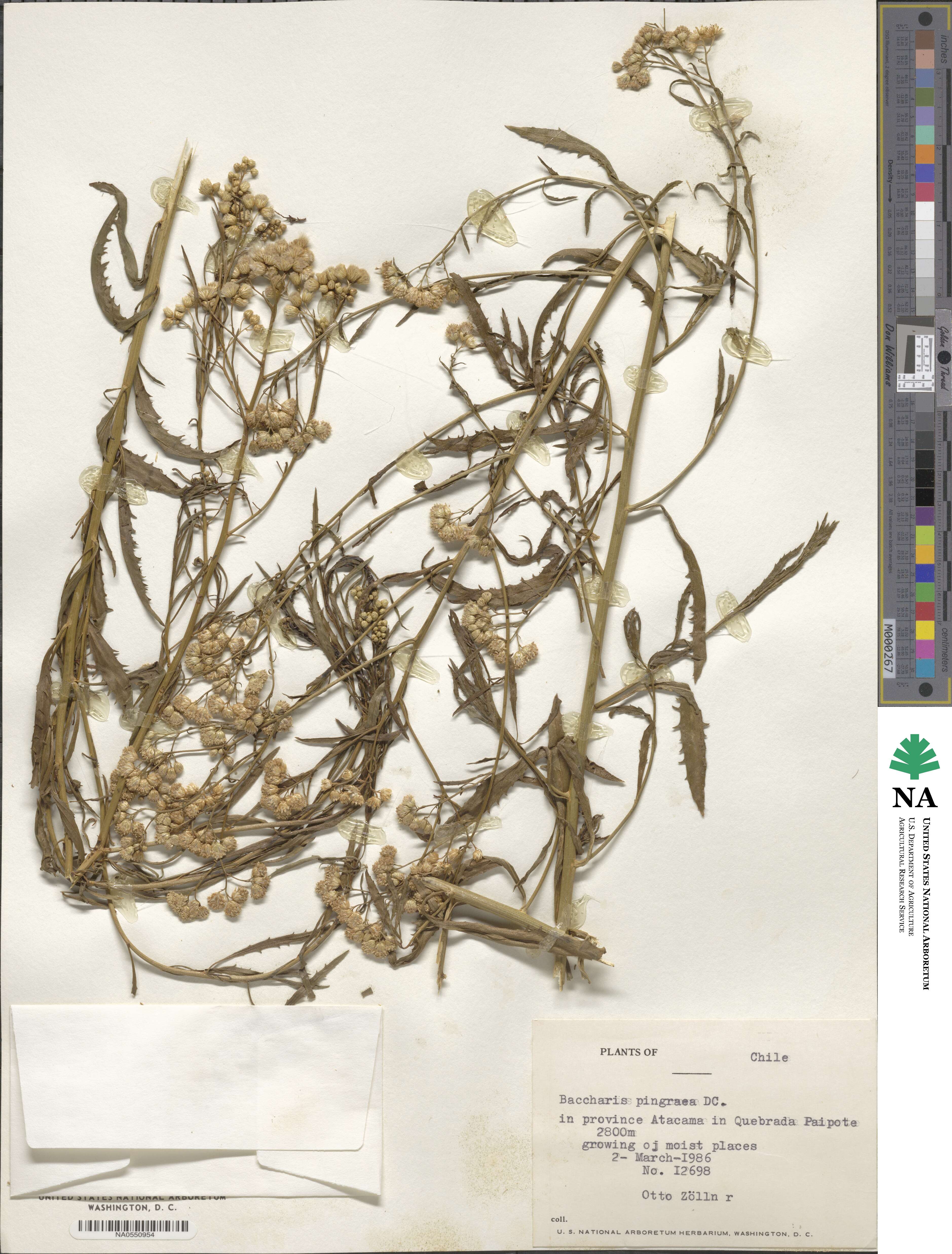 Baccharis glutinosa image