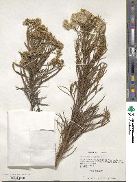 Baccharis glutinosa image