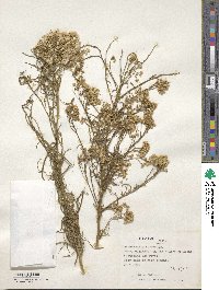 Baccharis glutinosa image